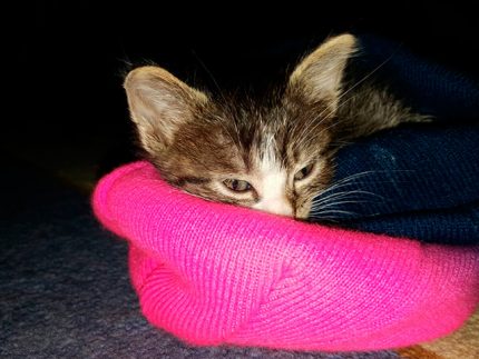 Gato callejero metido en un gorro de lana