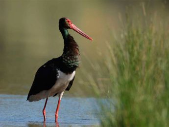 Imagen de la noticia La cigüeña negra en el Día de las Aves