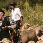 Imagen de la noticia 1.500 ovejas trashumantes pasarán el lunes por Alpedrete