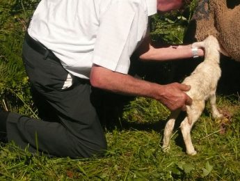 Imagen de la noticia 1.500 ovejas trashumantes pasan el lunes por Alpedrete