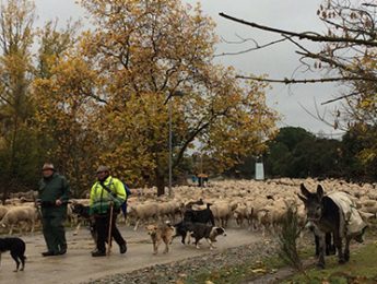Imagen de la noticia 2000 ovejas han trashumado por Alpedrete