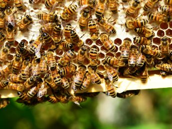 Imagen de la noticia Taller infantil “Las abejas”