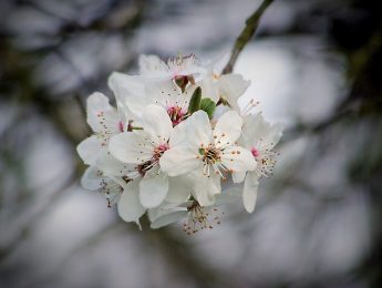 Imagen de la noticia Encuentro Coral de Primavera 2017