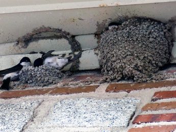 Imagen de la noticia Observación de las aves urbanas