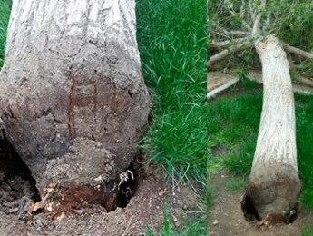 Imagen de la noticia Caída de un árbol en El Peralejo
