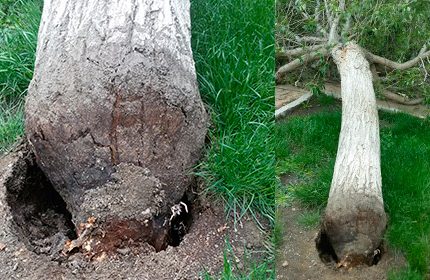 Imagen de la noticia Caída de un árbol en El Peralejo