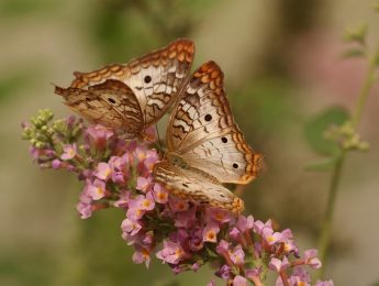 Imagen de la noticia Guía de mariposas de Alpedrete