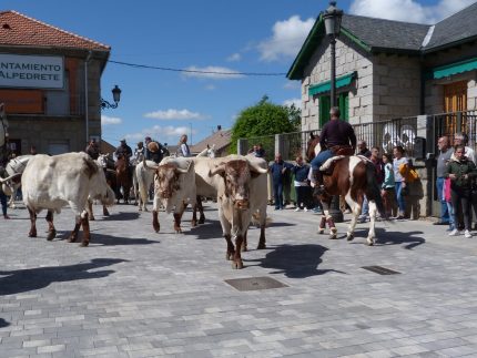 Imagen de la noticia Encierro de la trashumancia